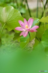 蓮の花　３