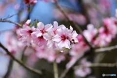アーモンドの花