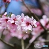 アーモンドの花