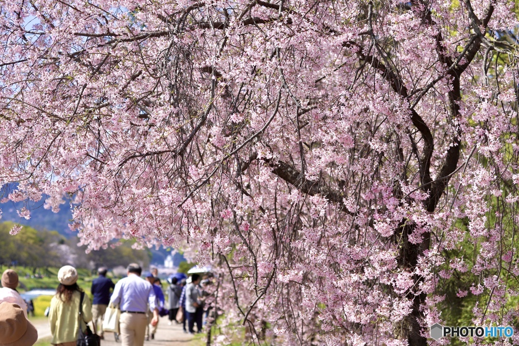 紅枝垂れ桜