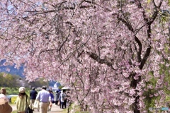 紅枝垂れ桜