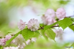 与野の八重桜