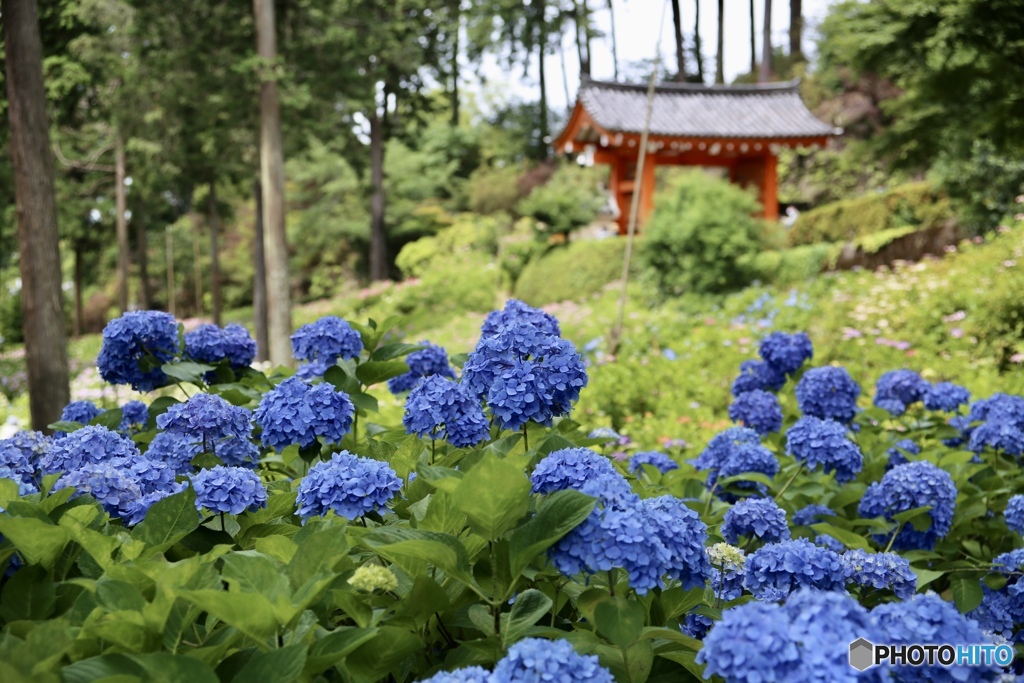 紫陽花　７