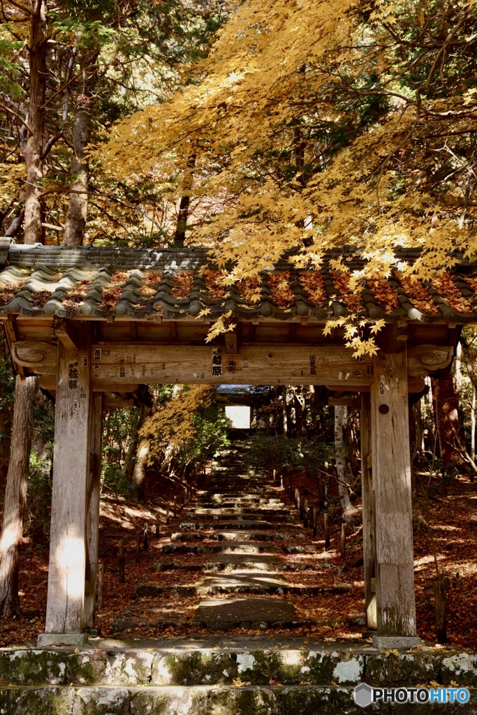 山門黄葉