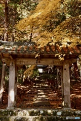 山門黄葉