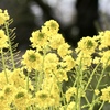 菜の花