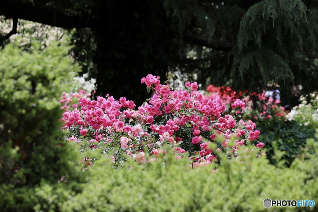 薔薇園