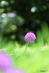 花　葱