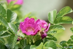 夏の花