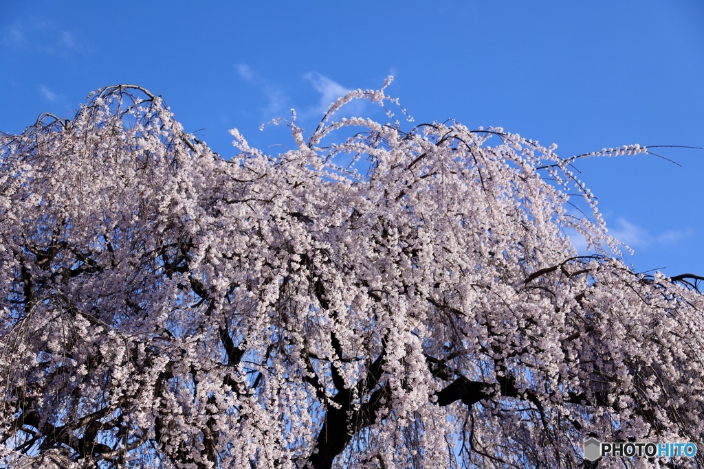 桜　４