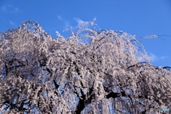 桜　４