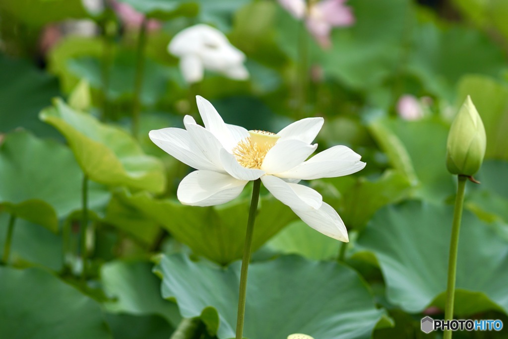 蓮の花　４