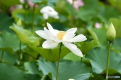 蓮の花　４