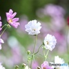 秋　桜