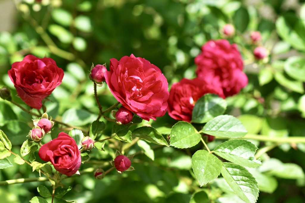 薔薇
