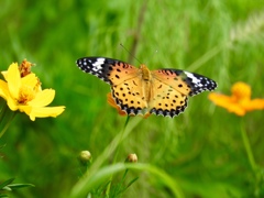 私だけのお花〜
