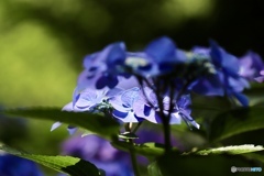 紫陽花
