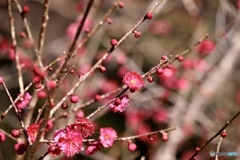紅　梅