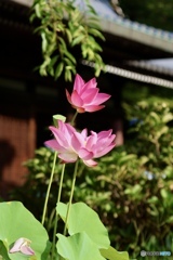 蓮