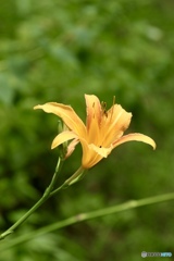 夏の花
