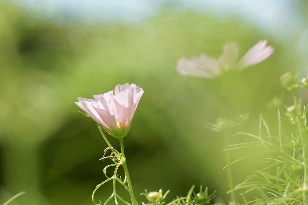 秋桜