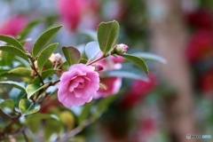 山茶花