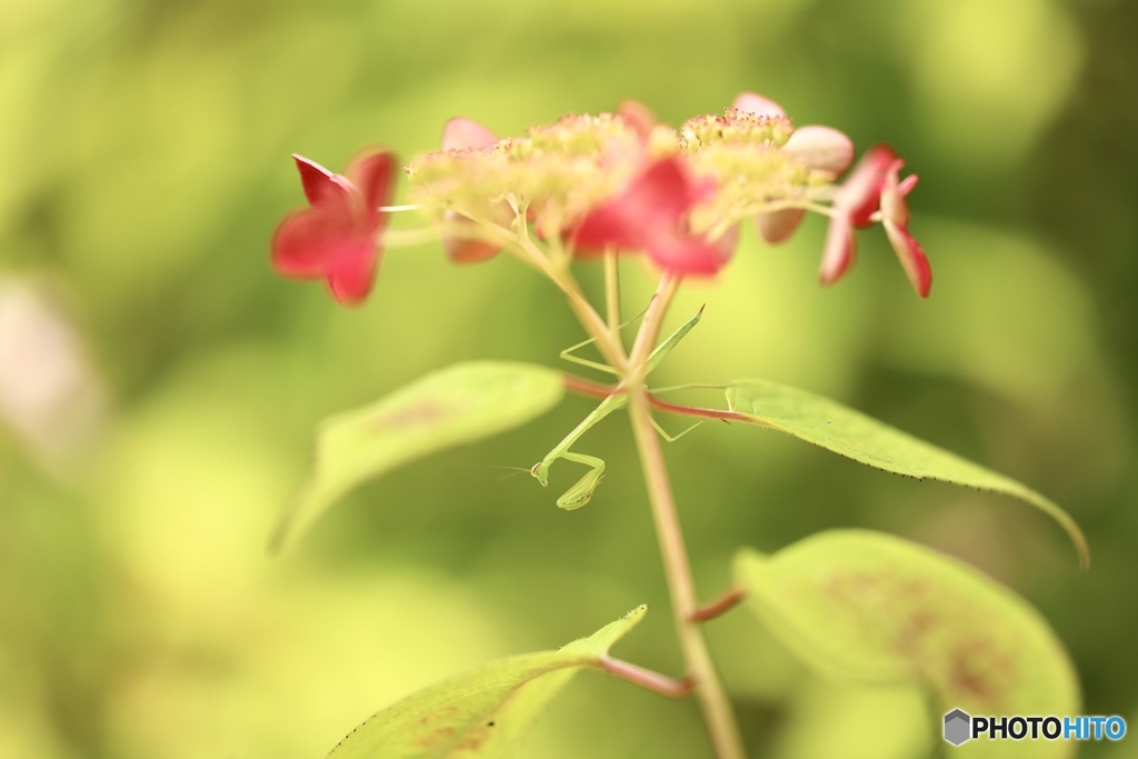 紫陽花　１６