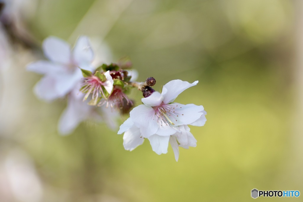 冬桜