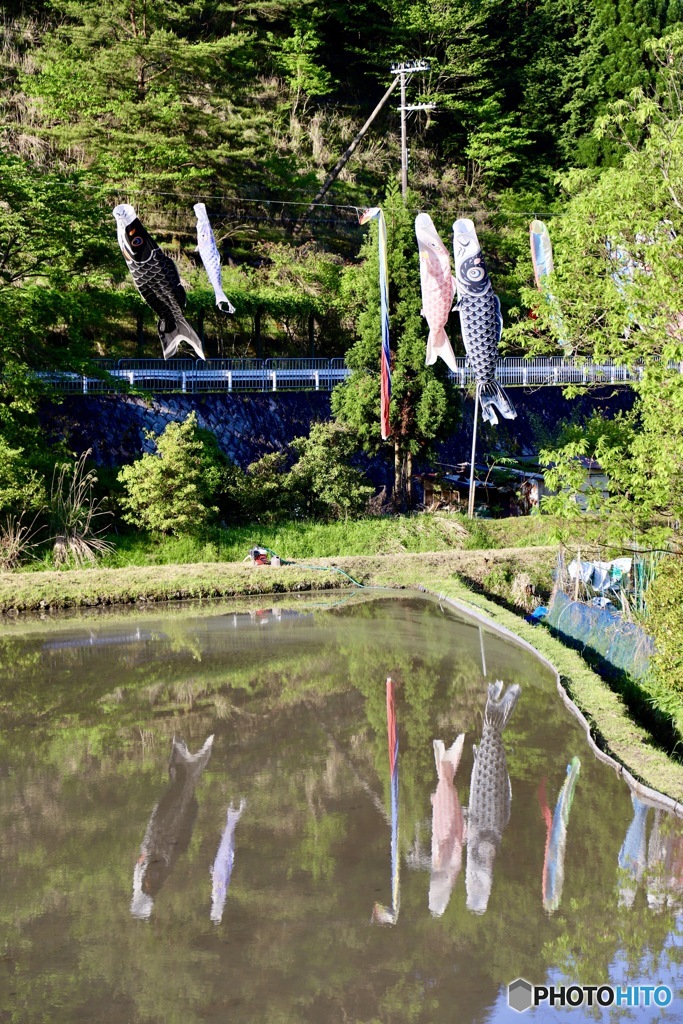 鯉のぼり　２
