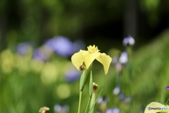 花菖蒲