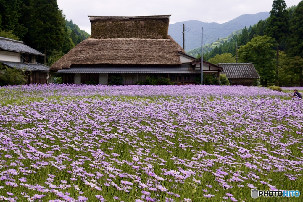 北山友禅菊