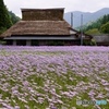 北山友禅菊