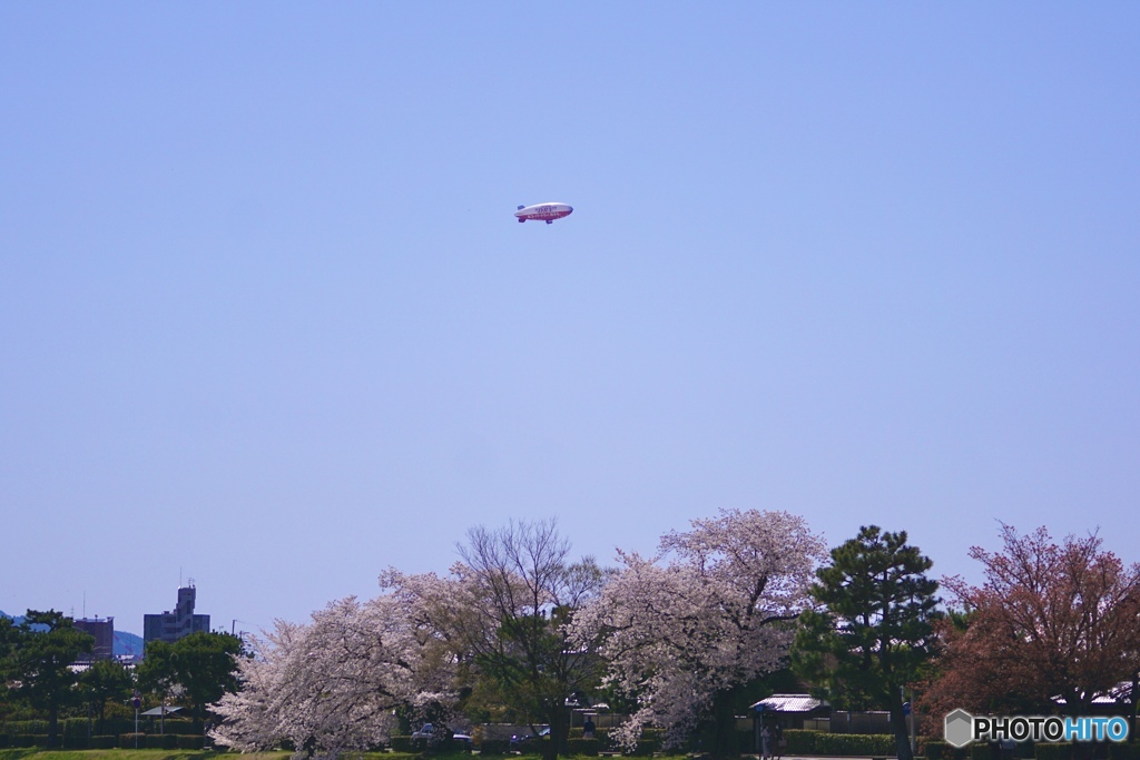 桜　１８