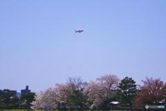 桜　１８