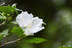 夏の花