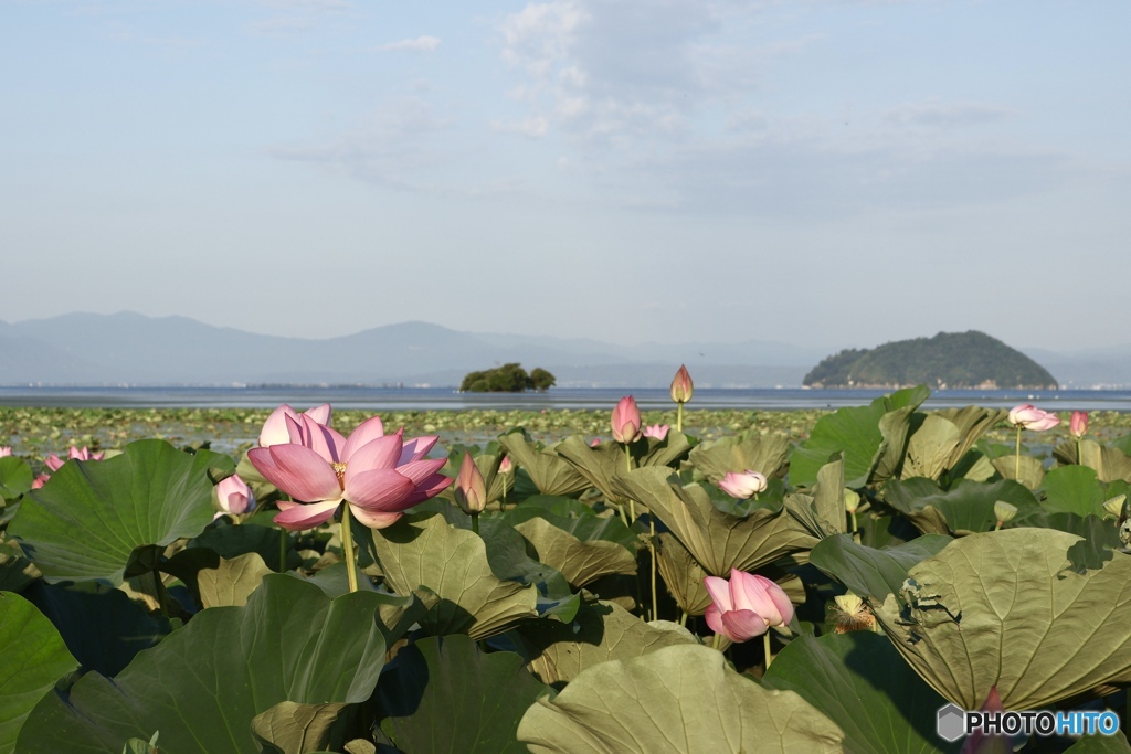 湖畔に咲く