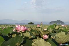 湖畔に咲く