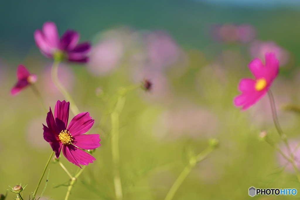 秋桜