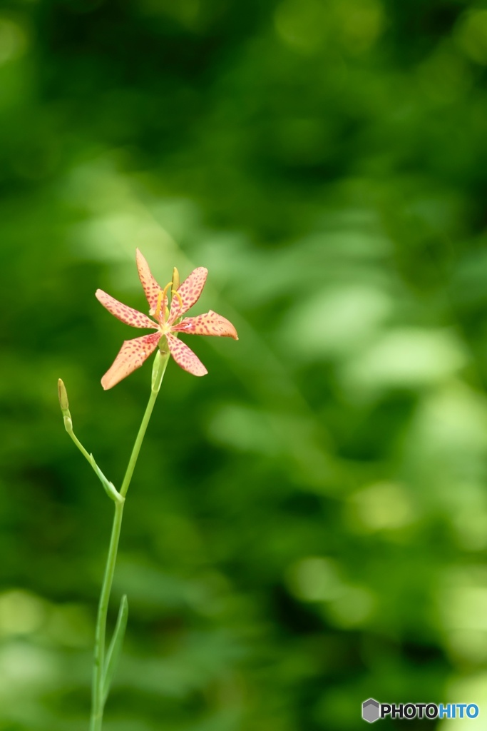 夏の花