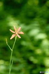 夏の花