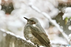 雪ヒヨ〜　２