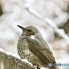 雪ヒヨ〜　２