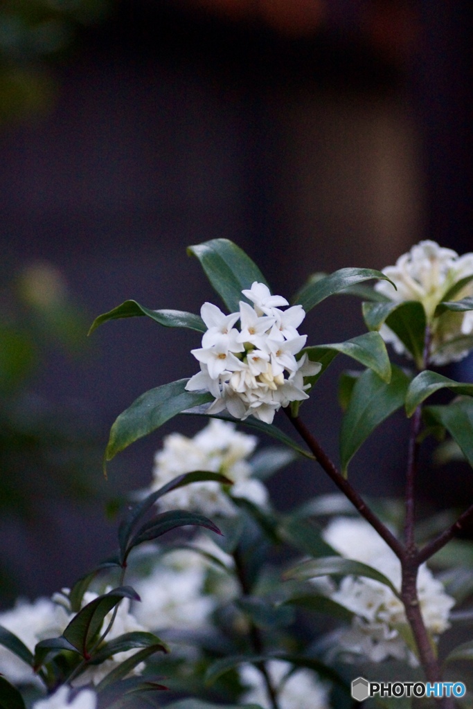 沈丁花