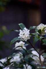 沈丁花