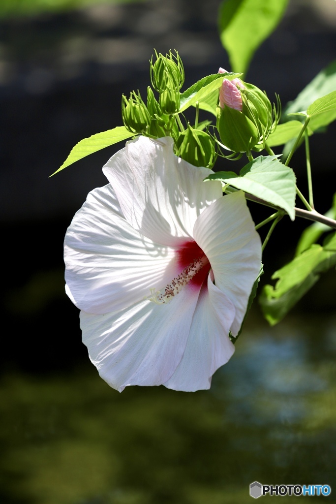 夏の花