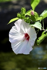 夏の花