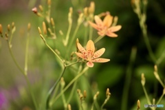夏の花　５