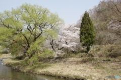 桜　５