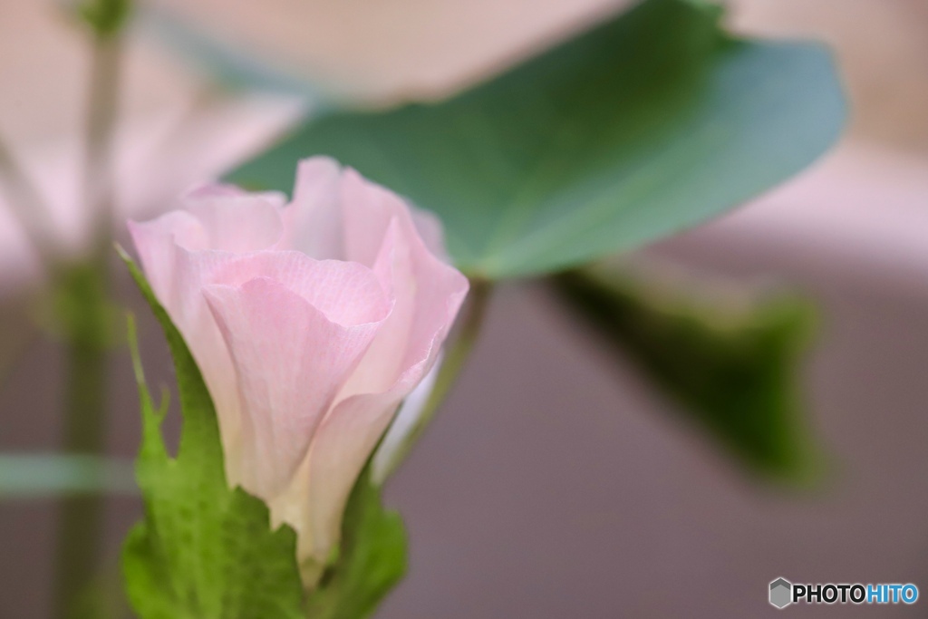 綿の花　２