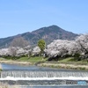 比叡山と桜